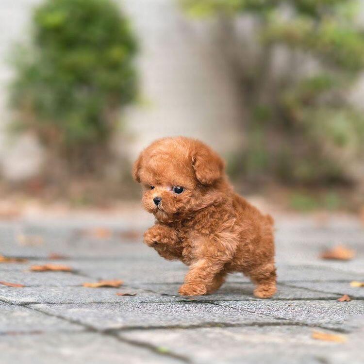 Poodle mini clearance toy