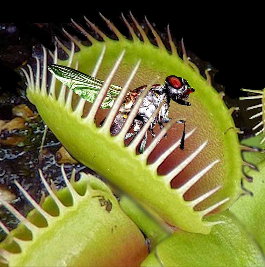 Bizarre Botanical Wonders