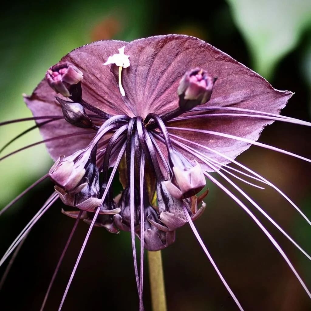 Bizarre Botanical Wonders