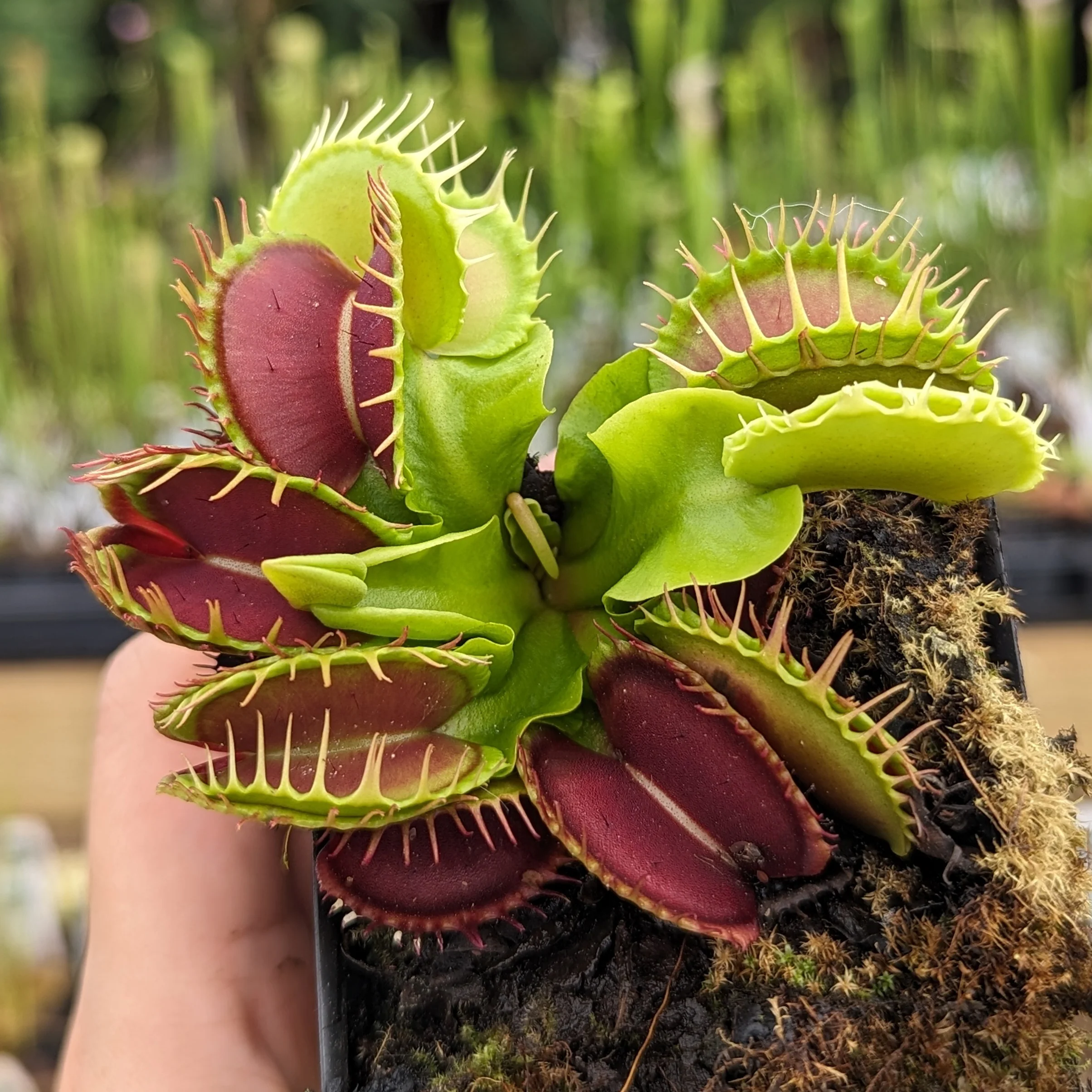 Bizarre Botanical Wonders